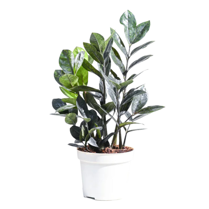 BLACK ZZ PLANT