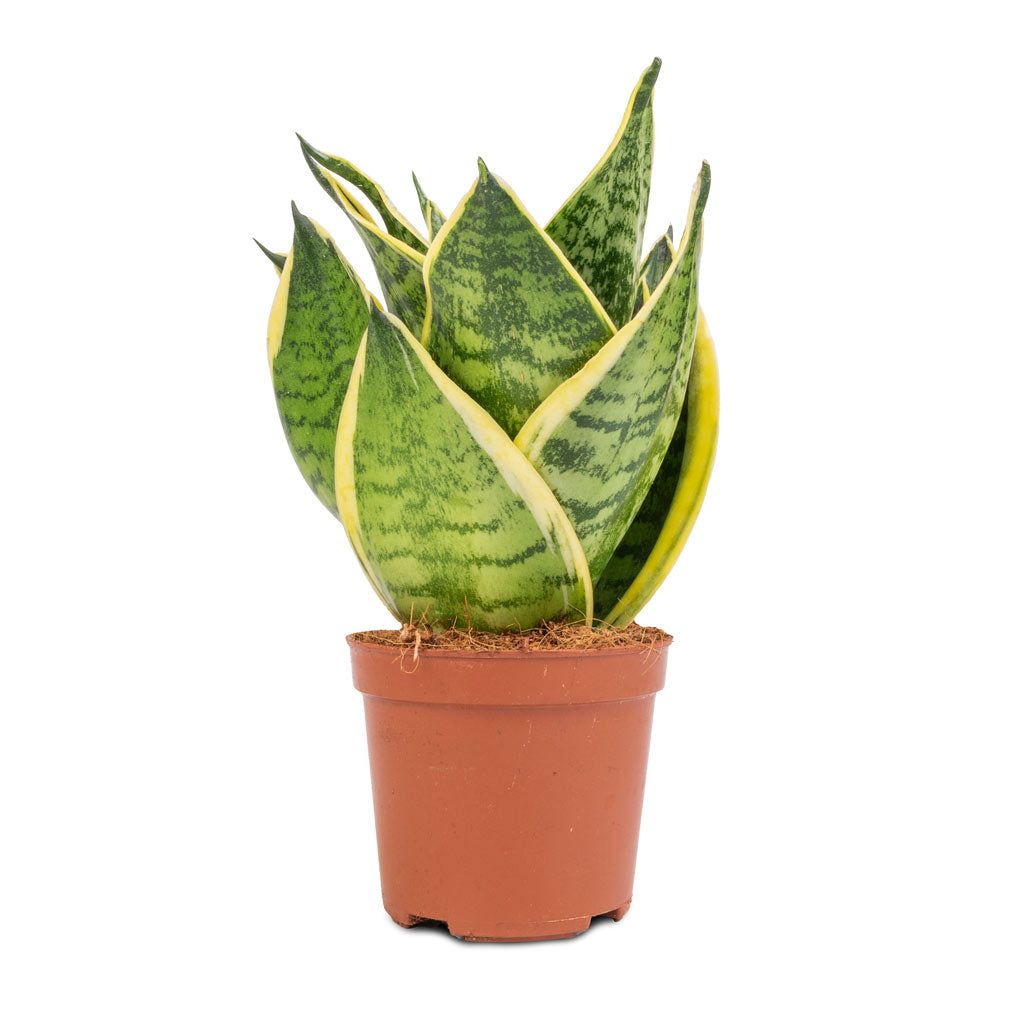 Snake Plant - Golden Hahnii
